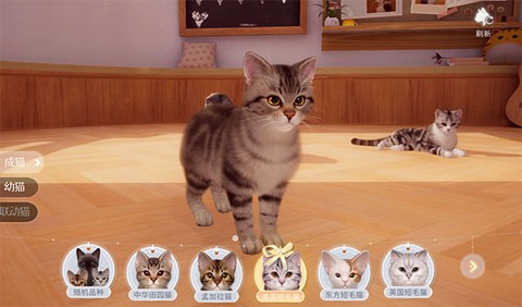 猫品种选择界面